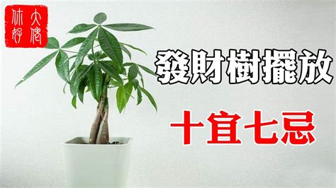 風水樹